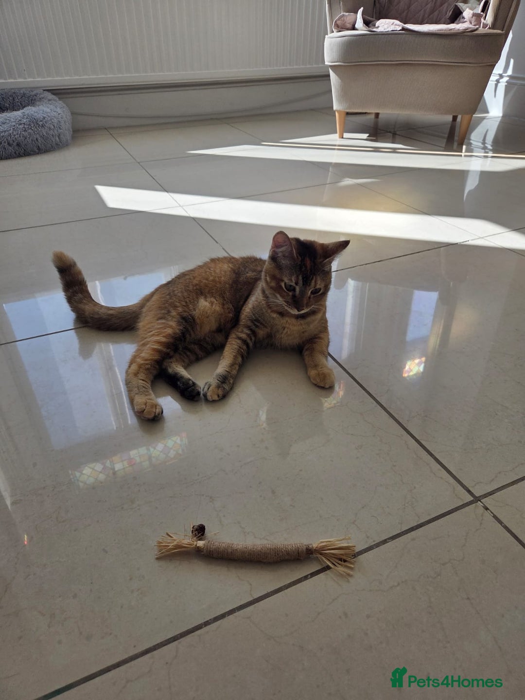 Mixed Breed cats for sale: Free to a good home  - Image 2