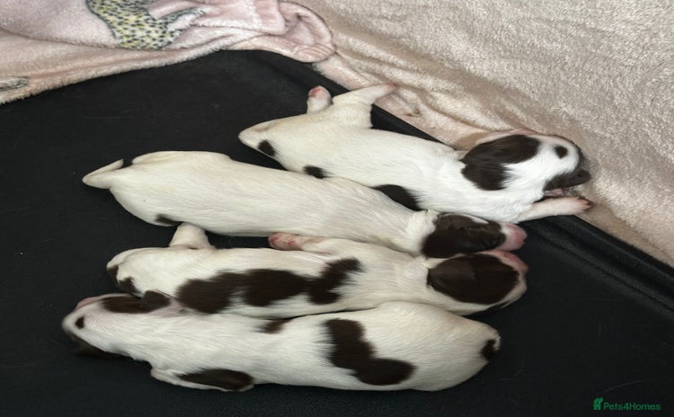 English Springer Spaniel dogs - Advert 3
