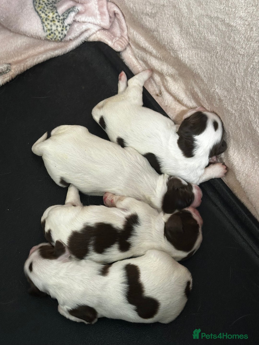 English Springer Spaniel dogs for sale: 7 English Springer Spaniel Puppies - Image 6