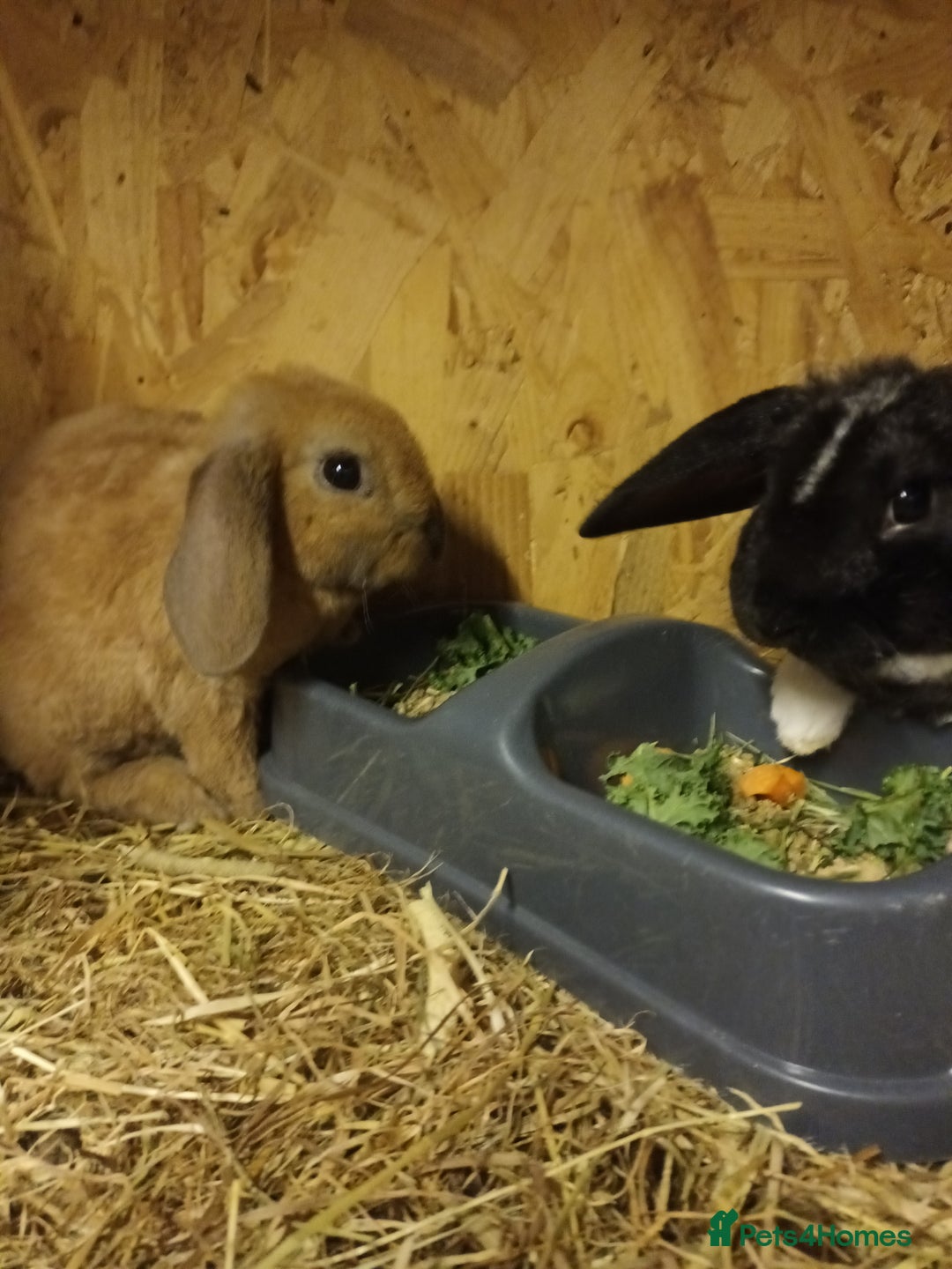 Mini Lop rabbits for sale: Plush mini lops  - Advert 5