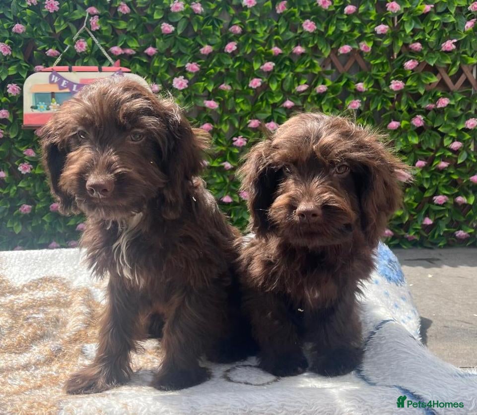 Mixed Breed dogs F1 COCKERPOO FULLY VACCINATED  - Advert 1
