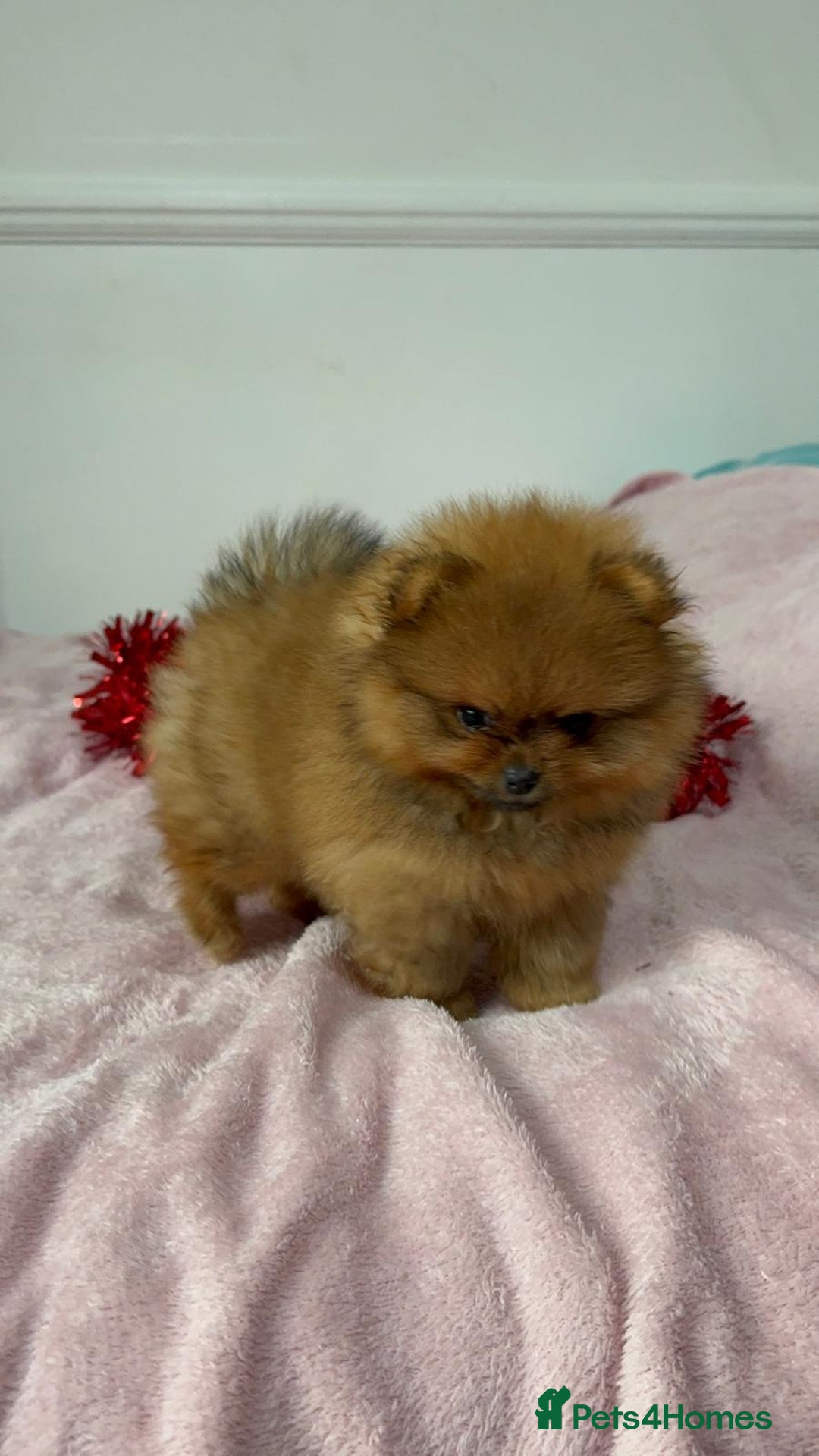 Pomeranian dogs for sale: Luxury puppy for sale - Advert 13