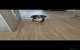 Miniature Dachshund dogs for stud: STUD  - Image 3