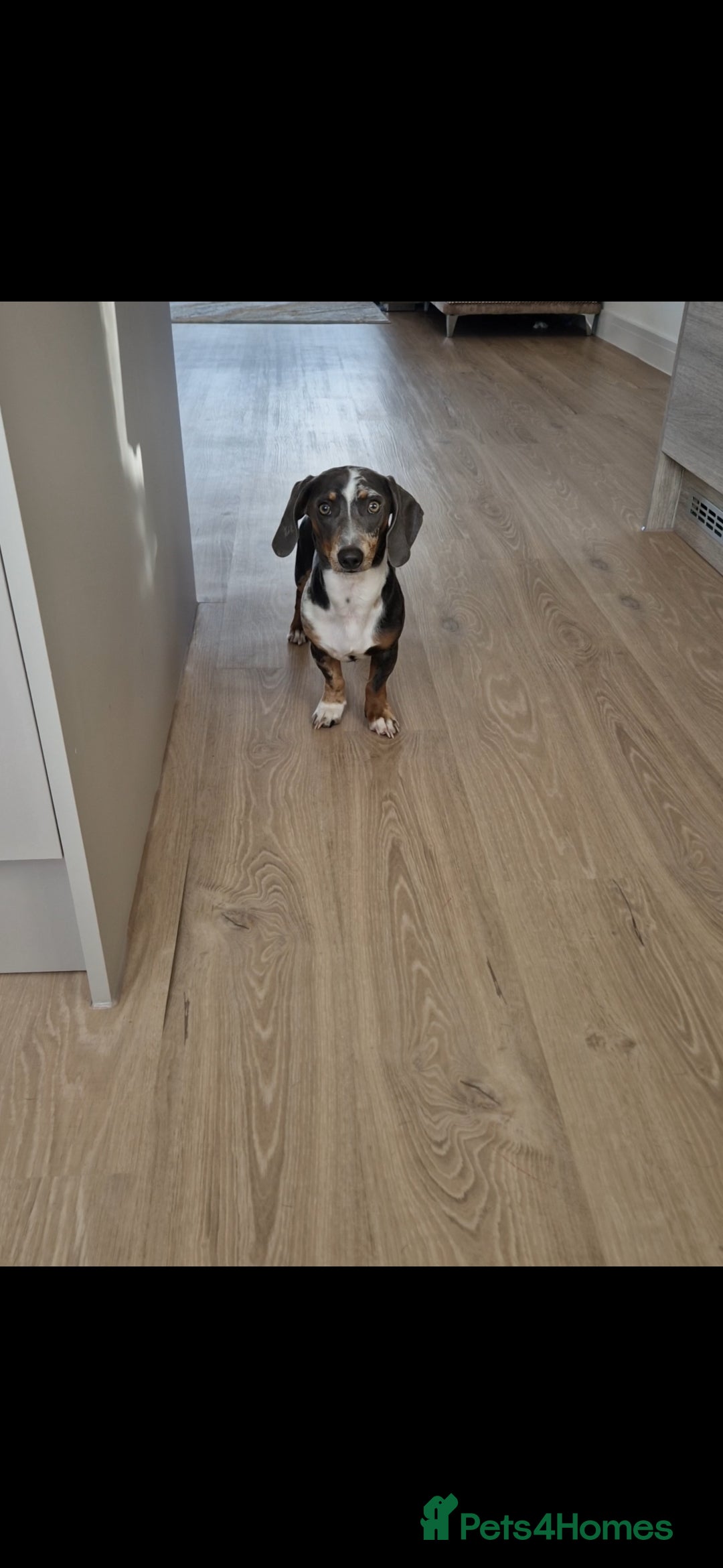 Miniature Dachshund dogs for stud: STUD  - Image 3