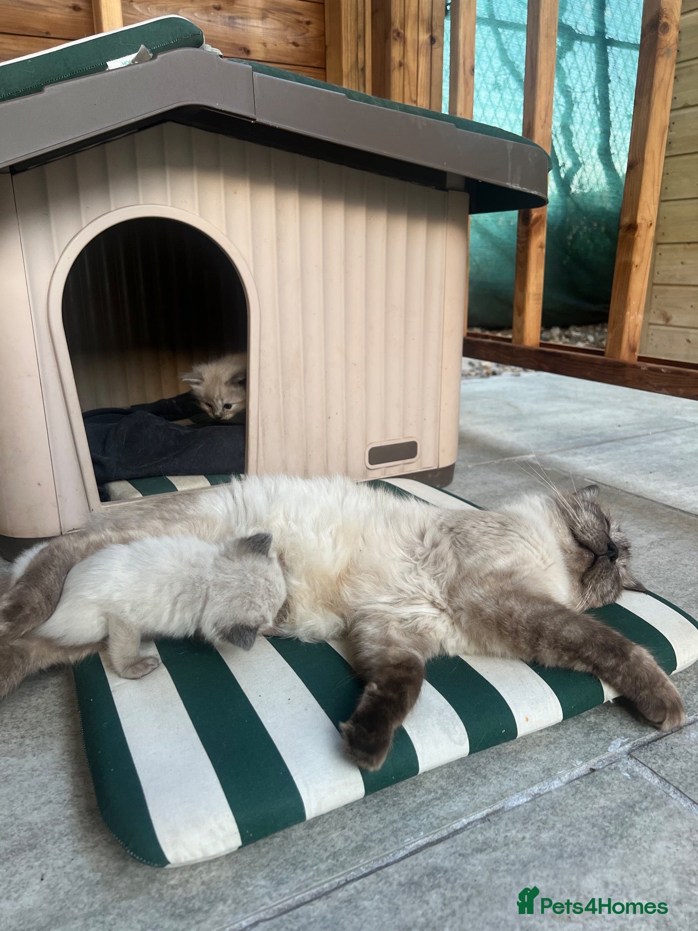 Ragdoll cats 🐾 Beautiful Kittens♥️♥️♥️ - Advert 2