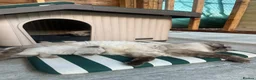 Ragdoll cats for sale: 🐾 Beautiful Kittens♥️♥️♥️ - Advert 1