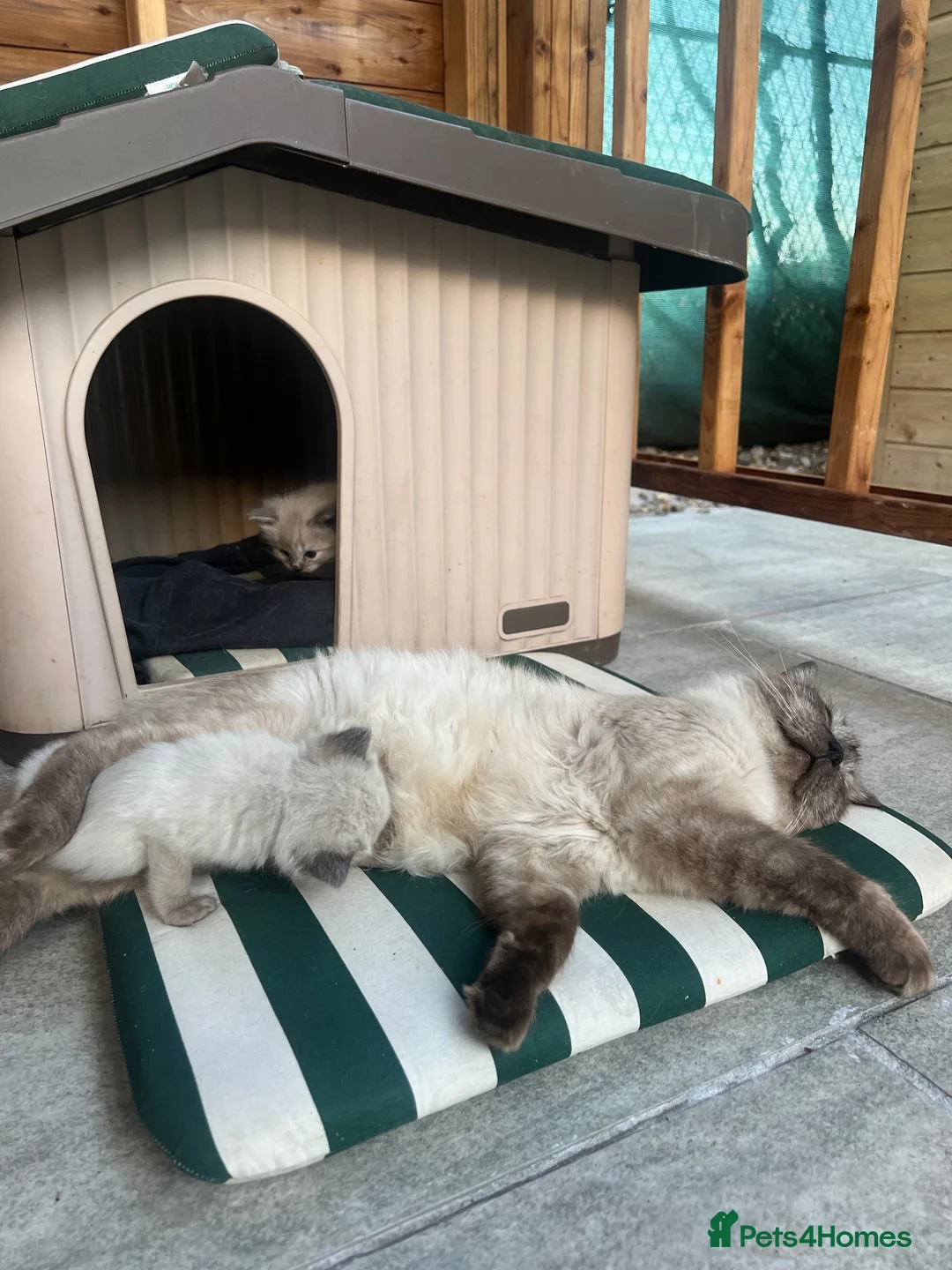 Ragdoll cats for sale: 🐾 Beautiful Kittens♥️♥️♥️ - Advert 1