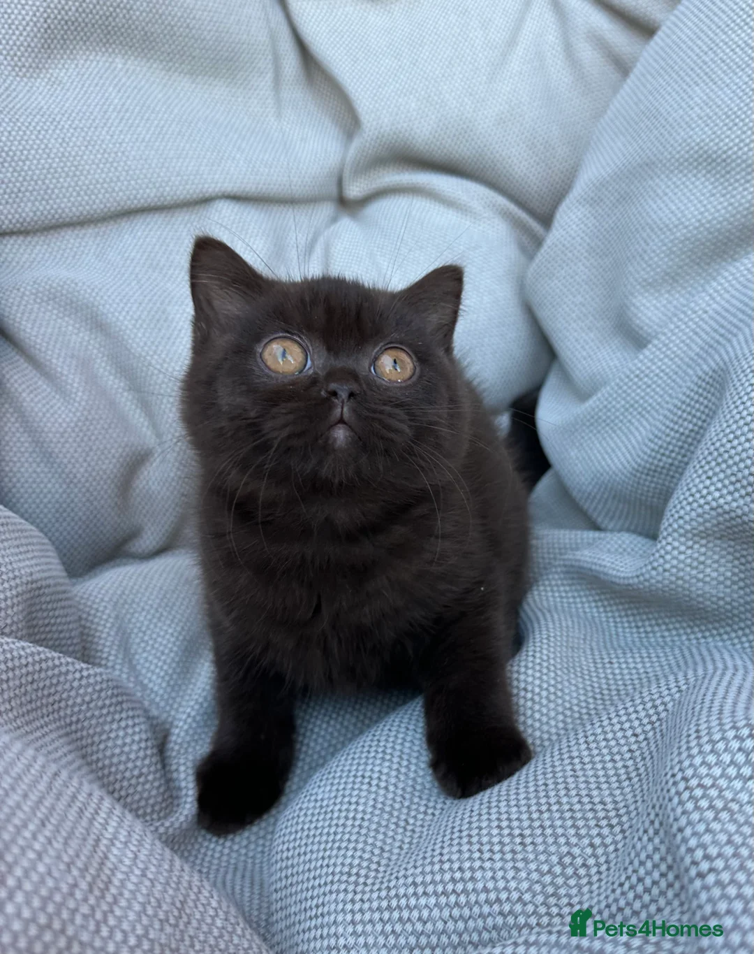 British Shorthair cats for sale: British Shorthair Chunky Chocolate Kittens🐻 - Advert 15