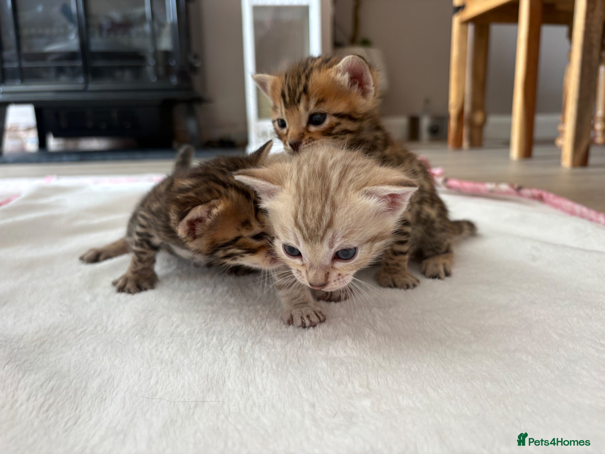 Bengal cats Gorgeous Bengal kittens - Advert 13
