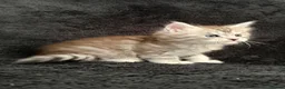 Maine Coon cats for sale: 🐾 TICA-Registered XXL Maine Coon Kittens 🐾 in Newbury - Advert 15