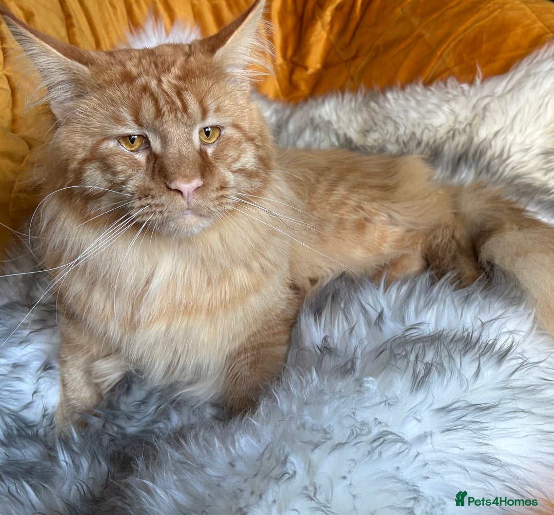 Maine Coon cats for stud: 🦁 Aslan – Proven Red Mackerel Maine Coon Stud - Advert 4