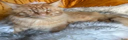 Maine Coon cats for stud: 🦁 Aslan – Proven Red Mackerel Maine Coon Stud - Advert 4