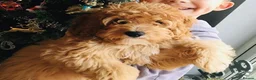 Toy Poodle dogs for stud: Apricot Toy Poodle Stud carries parti and phantom in Stockton-on-Tees - Advert 35