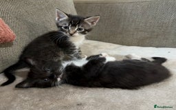 Mixed Breed cats for sale: 3 beautiful female kittens  - Image 3