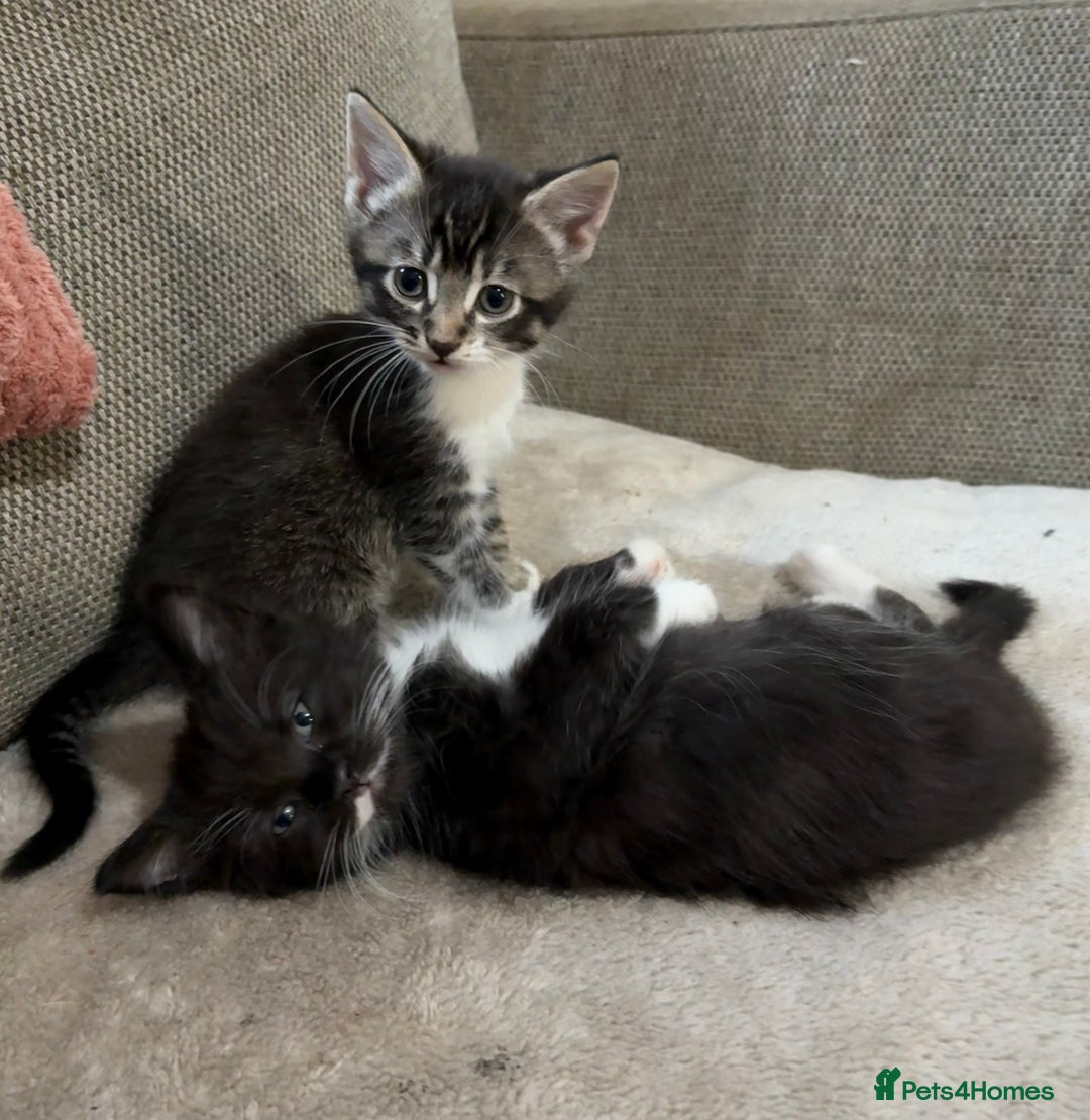 Mixed Breed cats for sale: 3 beautiful female kittens  - Image 3