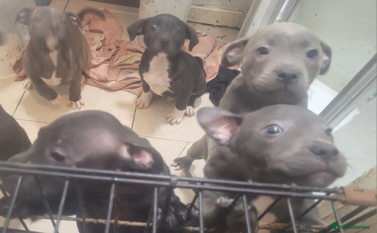 Staffordshire Bull Terrier dogs - Advert 4