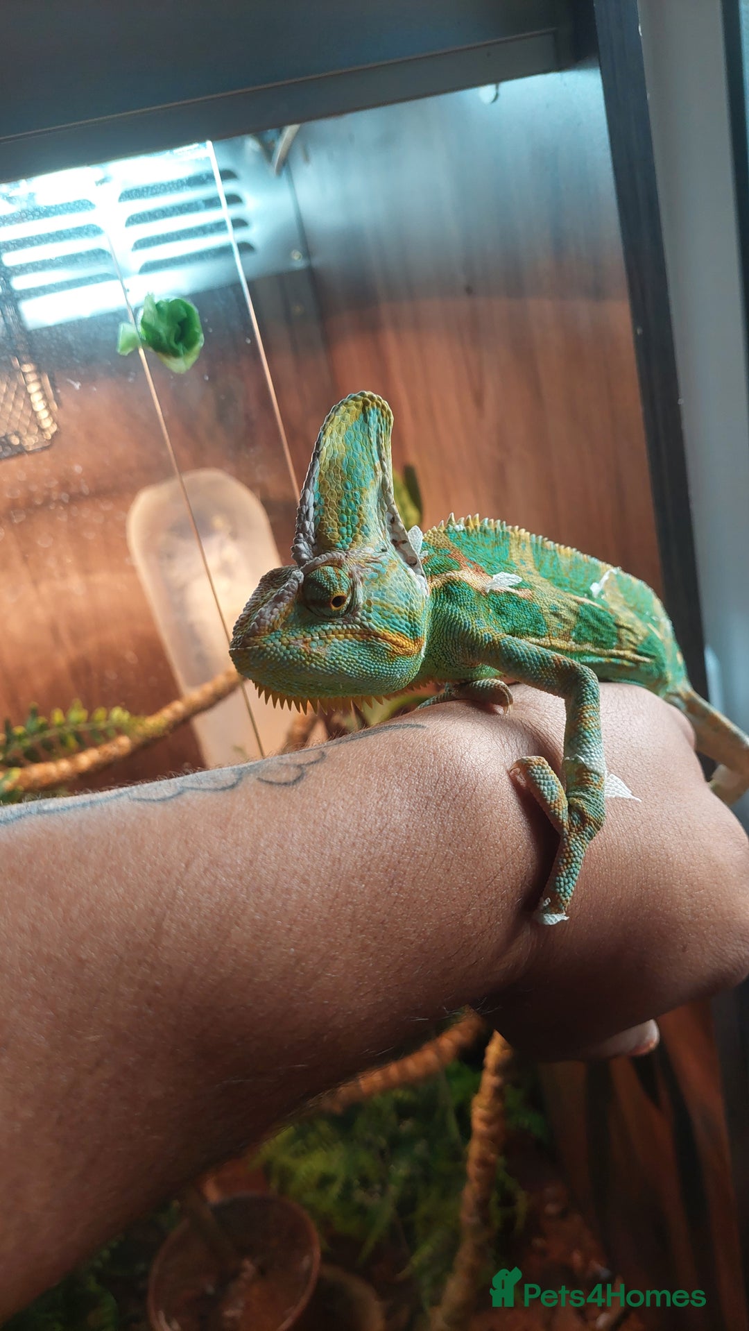 Chameleon reptiles for sale: Yemen chameleon 1 year with setup - Image 4