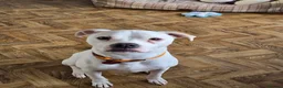 American Bulldog dogs for sale: Lily-Mae, American Scott Bulldog, 4yrs, spayed. - Advert 9