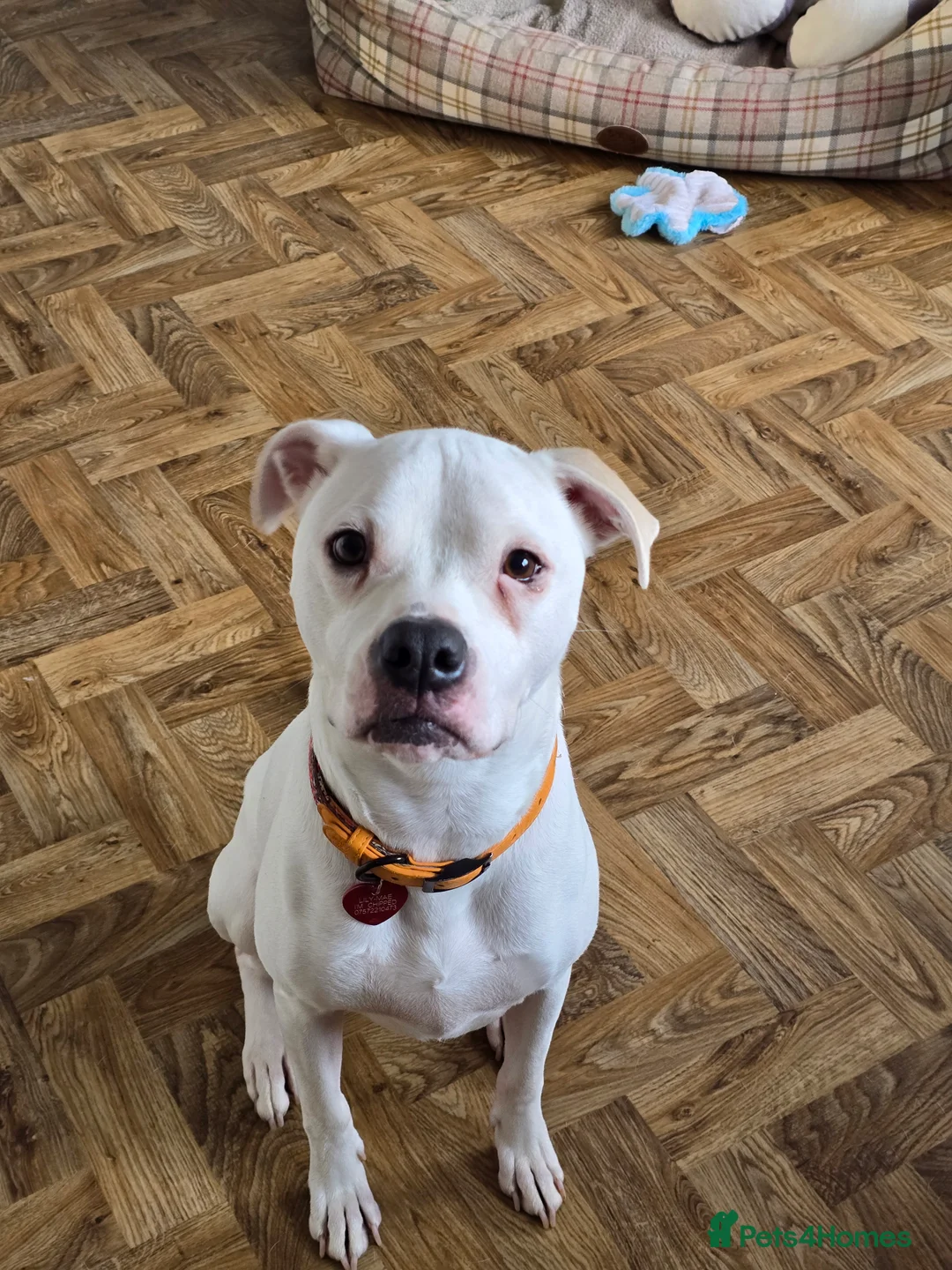 American Bulldog dogs for sale: Lily-Mae, American Scott Bulldog, 4yrs, spayed. - Advert 9