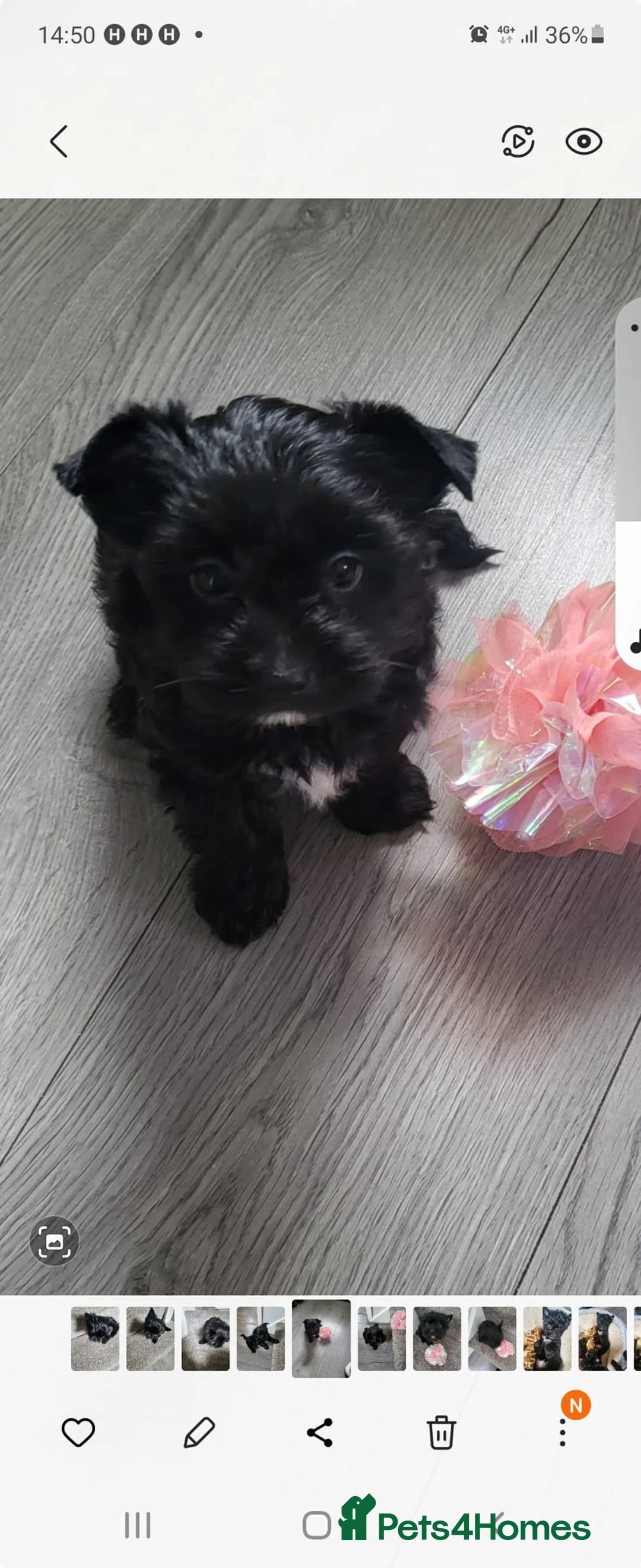 Yorkshire Terrier dogs for stud:  Chocolate Yorkshire Terrier For Stud Only in Blackburn - Advert 5