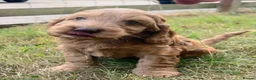 Cockapoo dogs for sale: Healthy, Confident, Golden Cockapoos - Advert 11