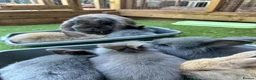 Mixed Breed rabbits for sale: French Lop X Maxi Angora Babies - Advert 7