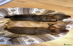 Dachshund dogs for sale: Schweenie puppies -ready to go! - Image 8