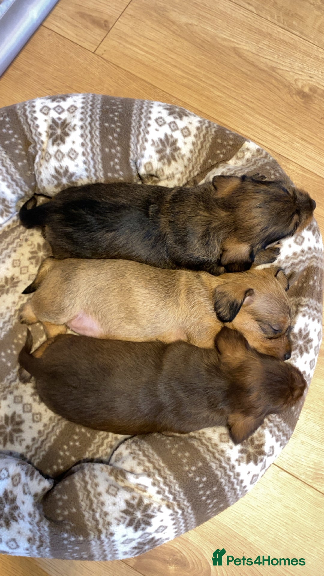 Dachshund dogs for sale: Schweenie puppies -ready to go! - Image 8