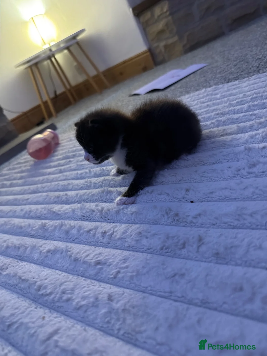 Mixed Breed cats for sale: Male kitten - Advert 2