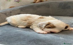 Cavapoo dogs for sale: Super cute, health tested, friendly Cavapoo pups  - Image 18