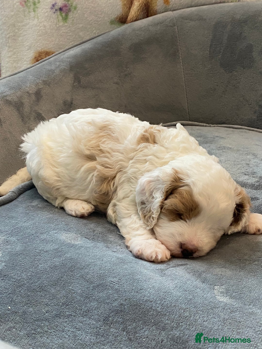 Cavapoo dogs for sale: Super cute, health tested, friendly Cavapoo pups  - Image 18