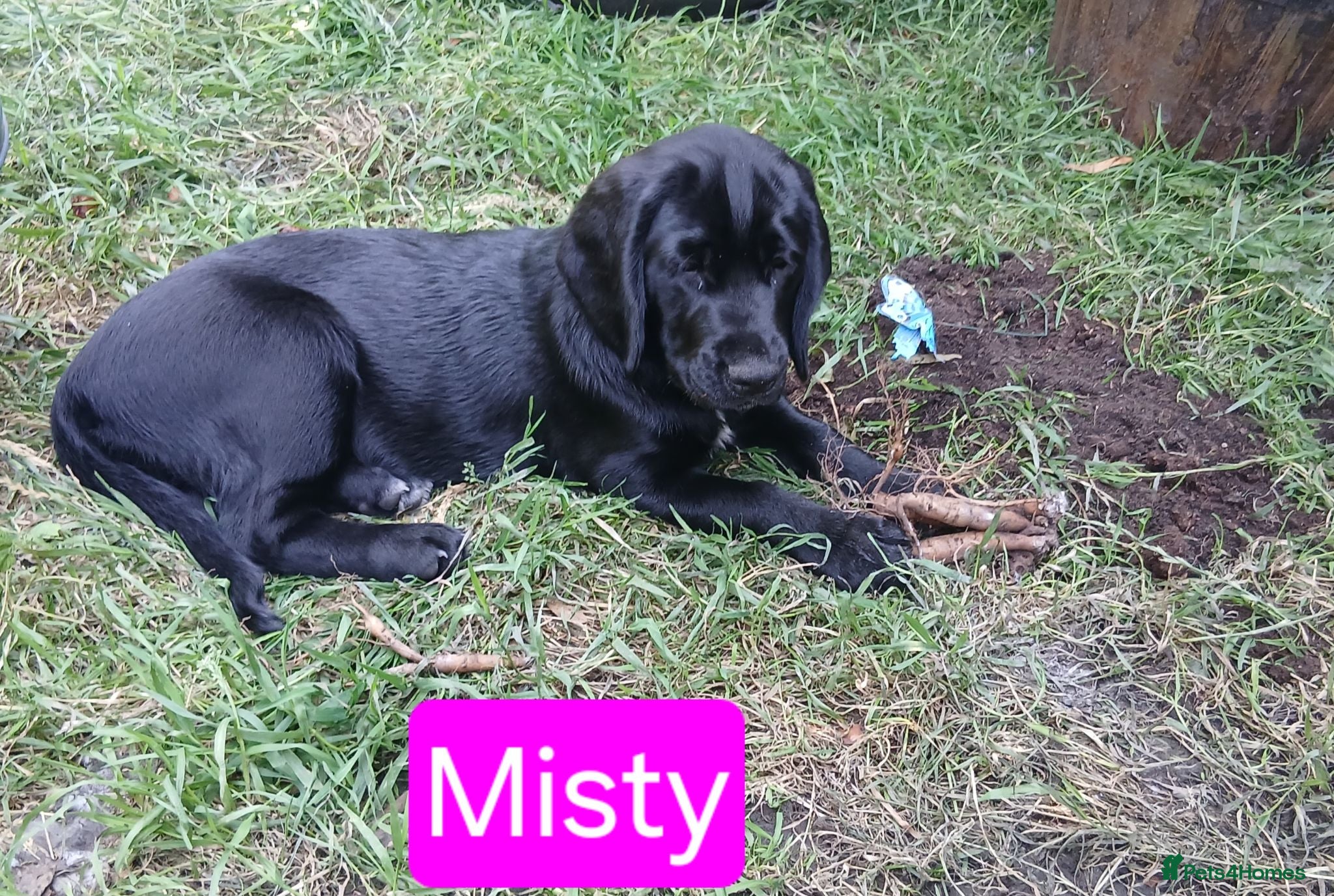Mixed Breed dogs Adorable Cockapoo x Puppies Ready for new homes - Advert 14