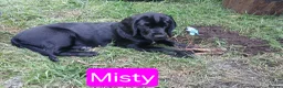 Mixed Breed dogs for sale: Last 3 gorgeous Cockapoo x Ready for new homes - Advert 3