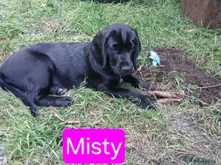 Mixed Breed dogs Adorable Cockapoo x Puppies Ready for new homes - Advert 14