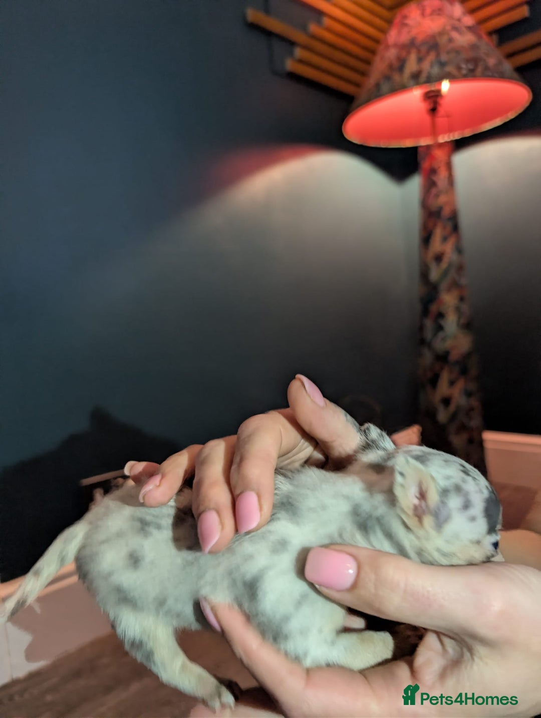 Chihuahua dogs for sale: GORGEOUS LONGHAIRED MERLE CHIHUAHUAS  - Advert 24