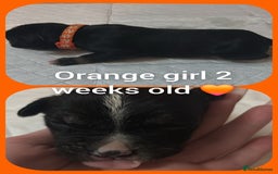 Mixed Breed dogs for sale: Staffy cross pups for sale  - Advert 5