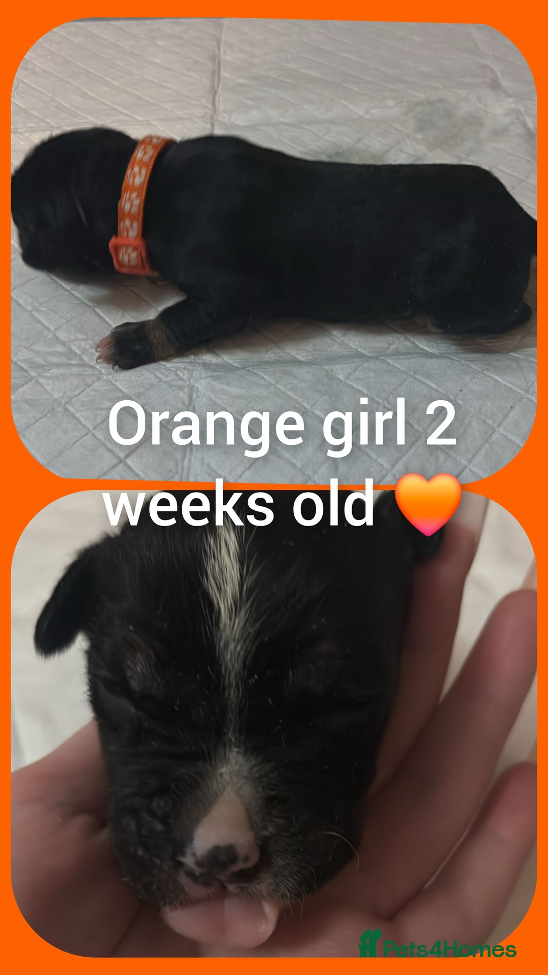 Mixed Breed dogs for sale: Staffy cross pups for sale  - Advert 5