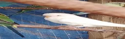 Budgerigars birds for sale: 2 pairs of adult budgies  - Advert 6