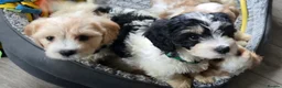 Cavachon dogs for sale: Gorgeous Cavachon puppies - Advert 29