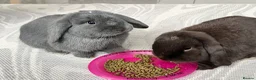 Mini Lop rabbits for sale: Male bonded pair mini lops in Coventry - Advert 6
