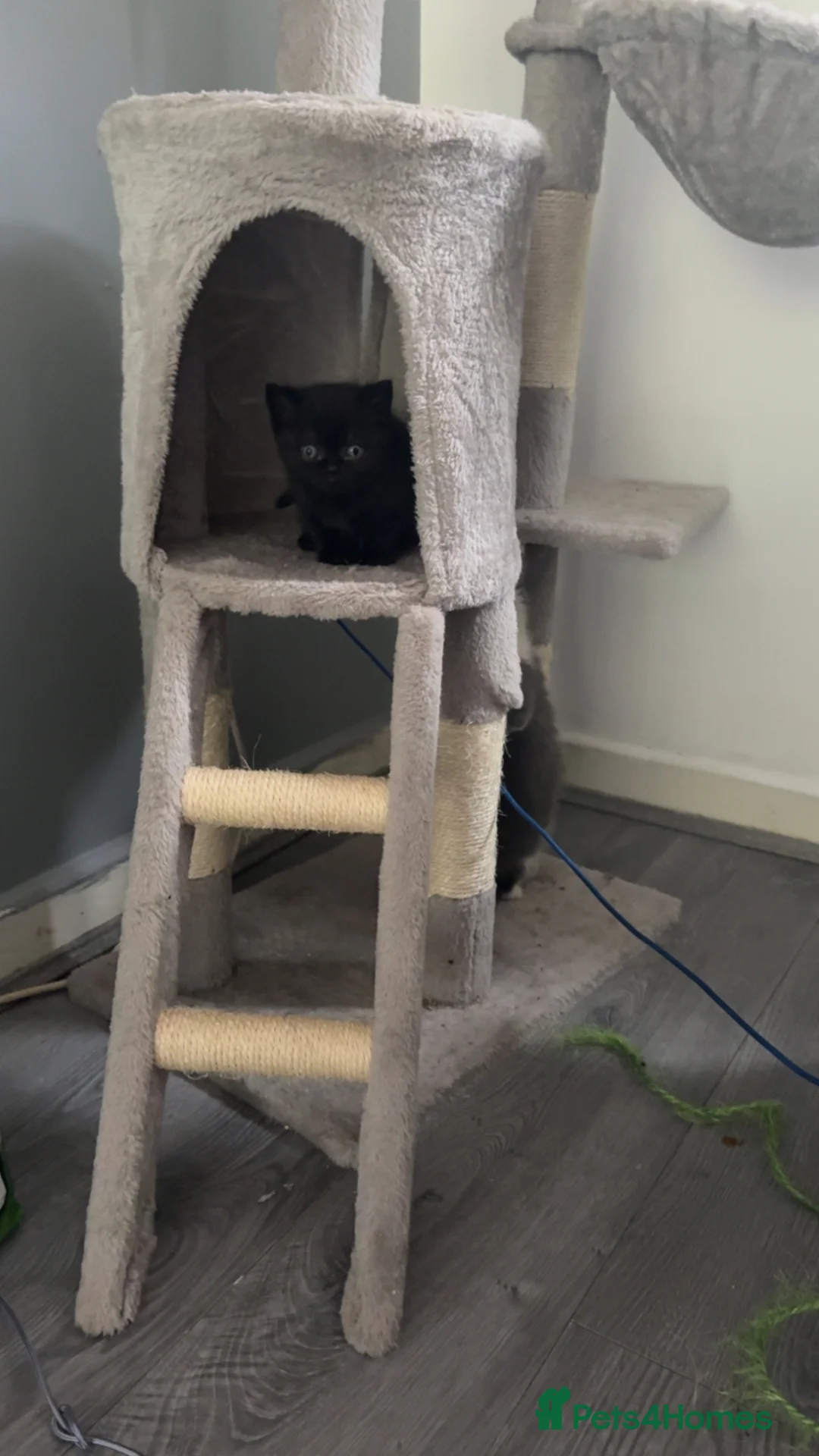 British Shorthair cats for sale: British shorthair kittens - Advert 2