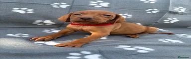 Red collar