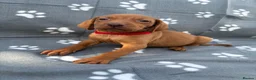 Hungarian Vizsla dogs for sale: Beautiful KC Reg Hungarian Vizsla Puppies - Advert 25