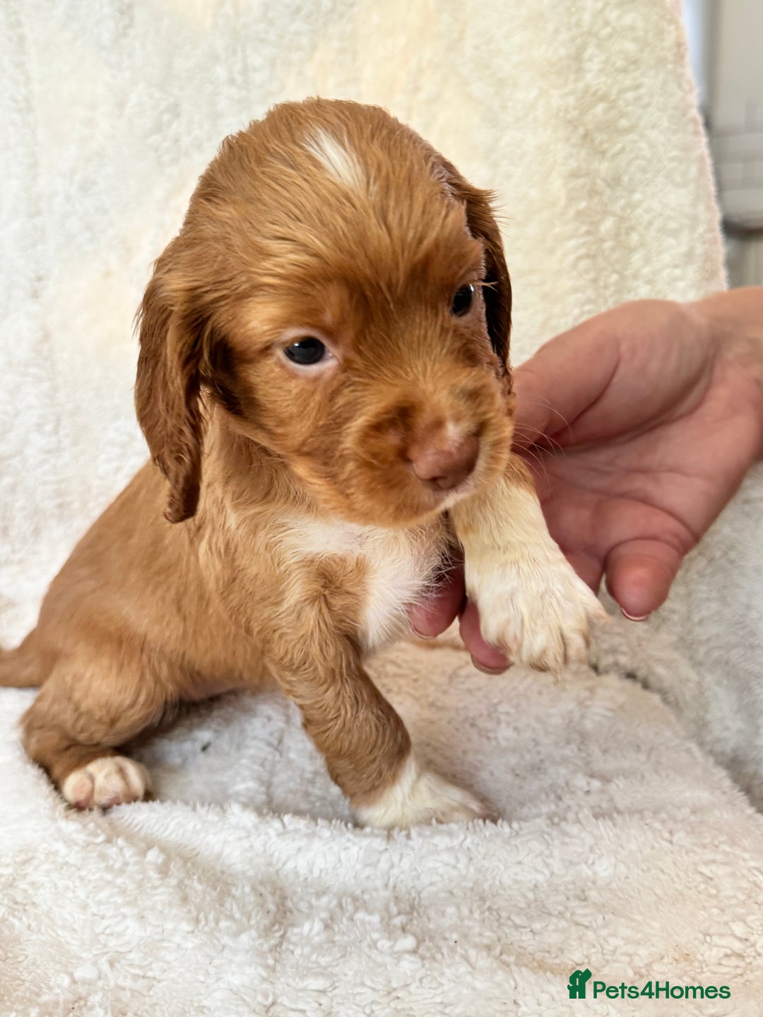 Sprocker dogs for sale: Gorgeous Homebred Sprocker Puppies - Image 7