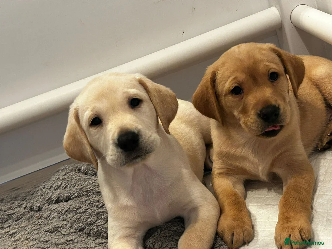Labrador Retriever dogs for sale: Beautiful litter of KC reg Labrador puppies - Advert 1