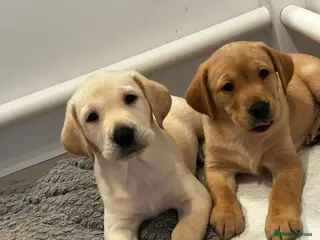 Labrador Retriever dogs Beautiful litter of KC reg Labrador puppies - Advert 1