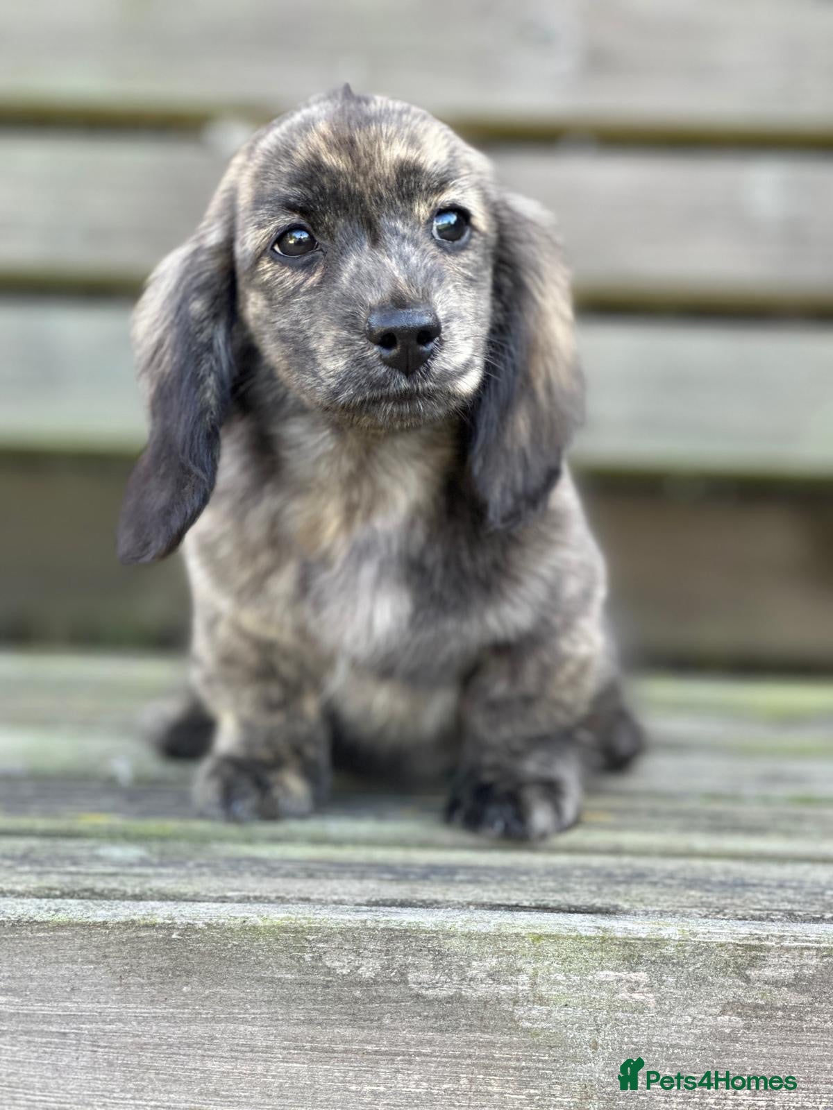 Miniature Dachshund dogs Miniature cream brindle longhaired Dachshund  - Advert 1