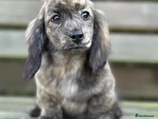 Miniature Dachshund dogs Miniature cream brindle longhaired Dachshund - Advert 1