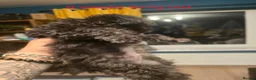 Chipoo dogs for sale: 🐾 Beautiful Chipoo × Micro Asian Poodle Puppies🐾 - Advert 2