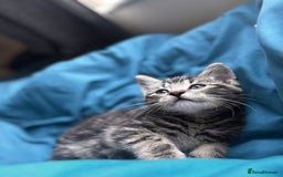 Mixed Breed cats for sale: Gorgeous mixed mainecoon kitten  - Image 2
